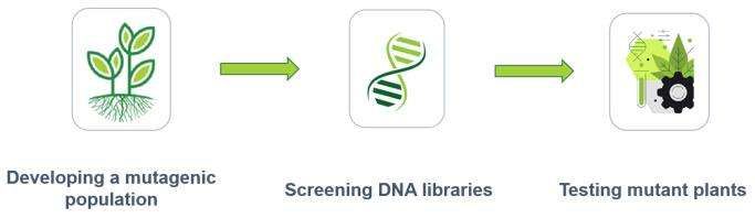 Fig. 2. Our service workflow - CD Genomics