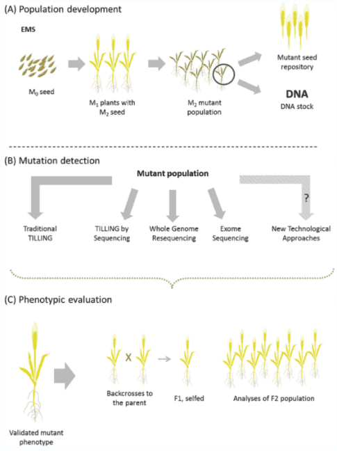 Fig. 2. Overview of the TILLING procedure - CD Genomics