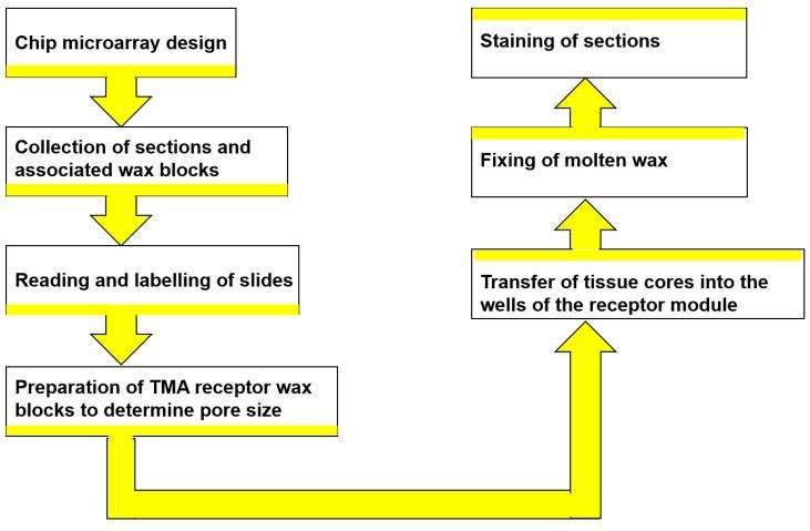 Tissue microarray services workflow - CD Genomics