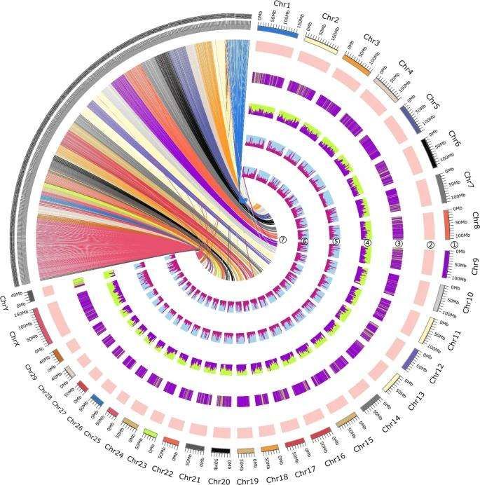 Overview of Drung cattle (Bos frontalis) reference genome.