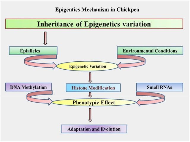 Proposed schematic mechanism/process of epigenetics in chickpea.