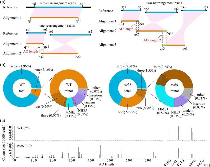 Mapping of HiFi reads identified structural variants in Arabidopsis mt genomes.