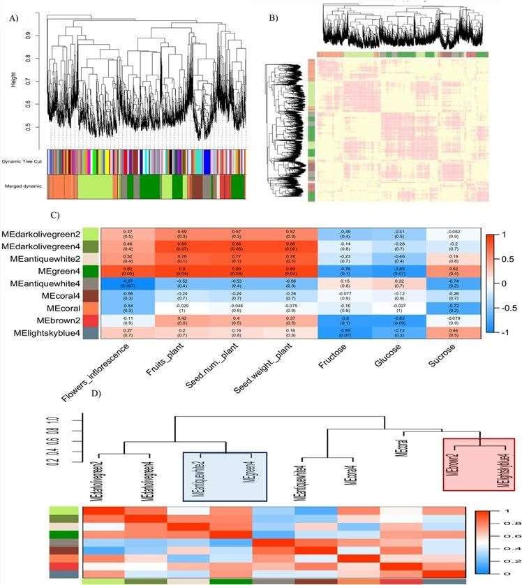 Weighted gene co-expression network analysis of RNA-seq based expression profiles of two-year-old Jatropha curcas inflorescences.