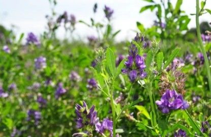 Alfalfa Genome Sequencing.