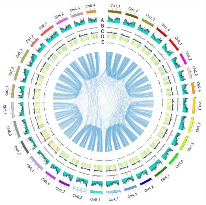 Distribution of Zhongmu-4 genomic features.