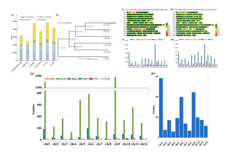 Comparison of copy numbers in gene clusters of Changxiangjing 1813 and five other members (Lu et al., 2022)