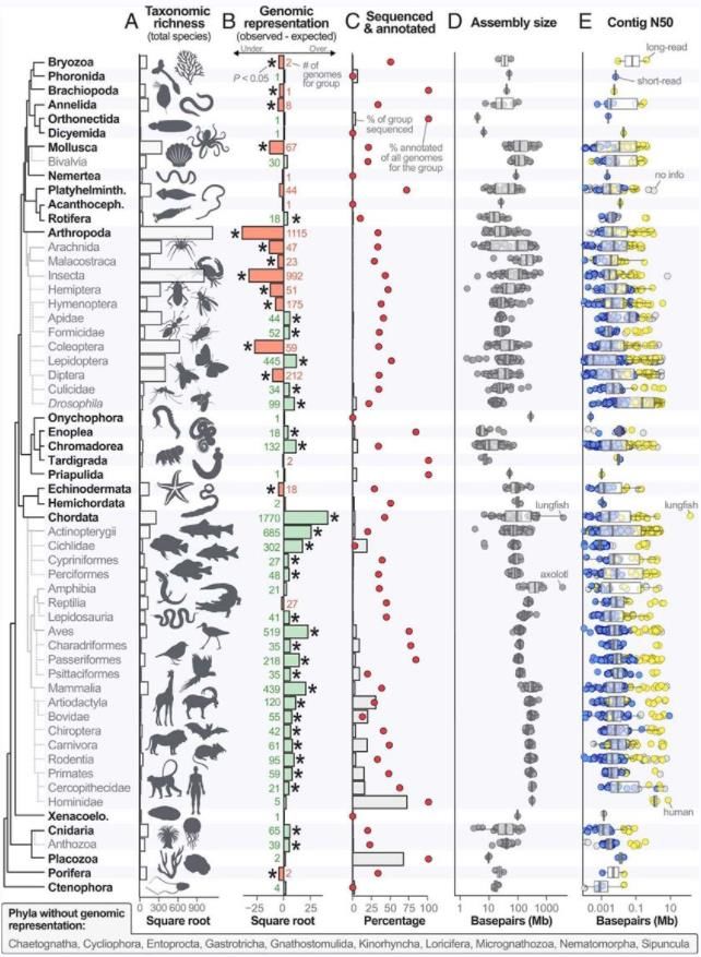 Variation in taxonomic richness and genome availability, quality, and assembly size across kingdom Animalia in GenBank.