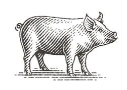 Porcine.