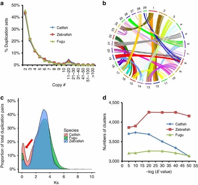 Characteristics of duplicated genes in the channel catfish genome.