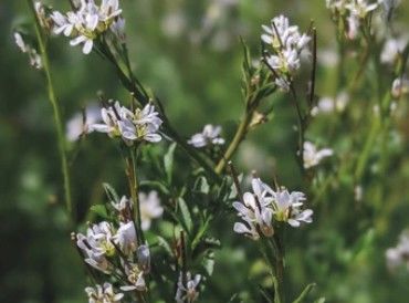 Arabidopsis thaliana Genome Sequencing.