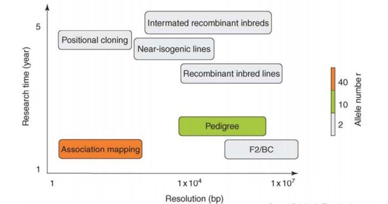 Schematic comparison of various methods for identifying nucleotide polymorphism trait association in terms of resolution, research time, and allele number.