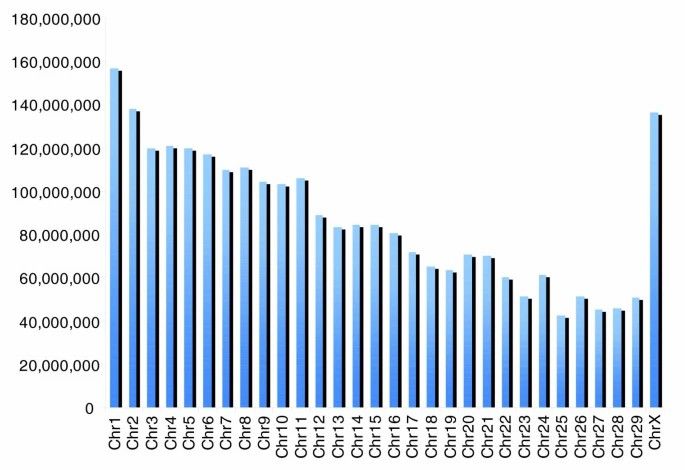 Chromosome (Chr) lengths (in base pairs) based on amount of sequence in the B. taurus assembly placed on each chromosome.