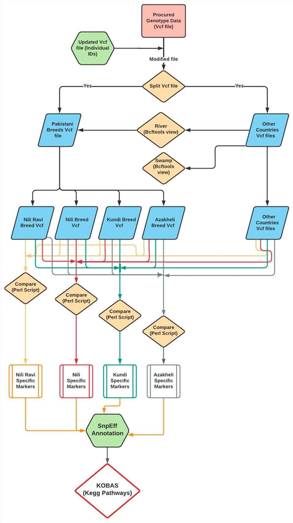 Pipeline for identification and characterization of breed-specific markers (BSMs) of the Nili–Ravi, Nili, Kundi, and Azakheli breeds using resequencing genotypic data.