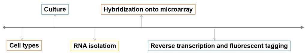 cDNA microarray workflow - CD Genomics