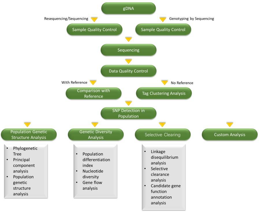 Fig2: Technical Routes of Population Evolution Analysis - CD Genomics