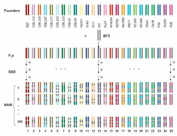 Common Genetic and Breeding Populations