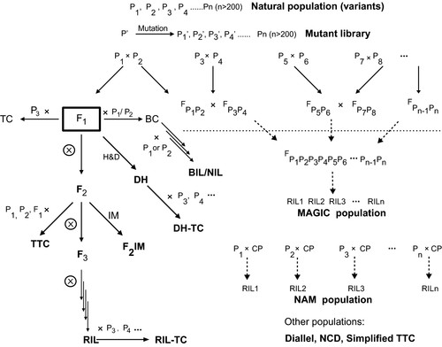 Figure 3. Diagram of different plant populations and their genetic relationships.