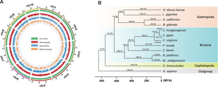 Analysis of the oyster crassostrea hongkongensis (Zhang et al., 2022)