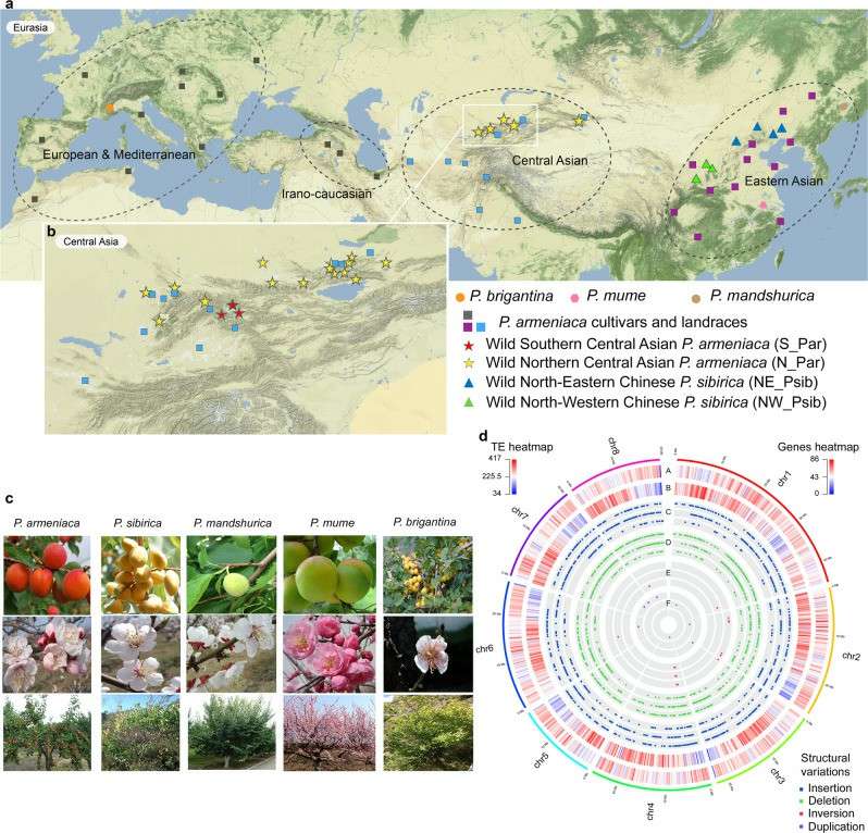 Distribution and features of Armeniaca species (Groppi et al., 2021)