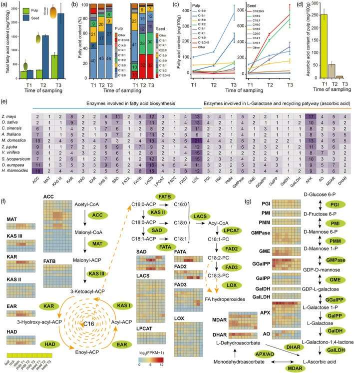 The amount of fatty acid and ascorbic acid, and the expression of the related genes (Yu et al., 2022)