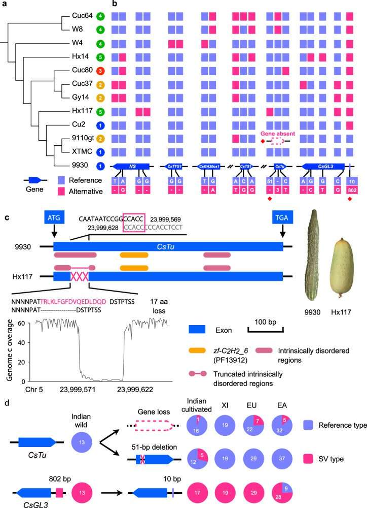 Variants in genes involved in cucumber fruit spine and wart development (Li et al., 2022)