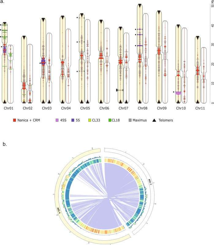 Comparison between the V2 and V4 assemblies (Belser et al., 2021)