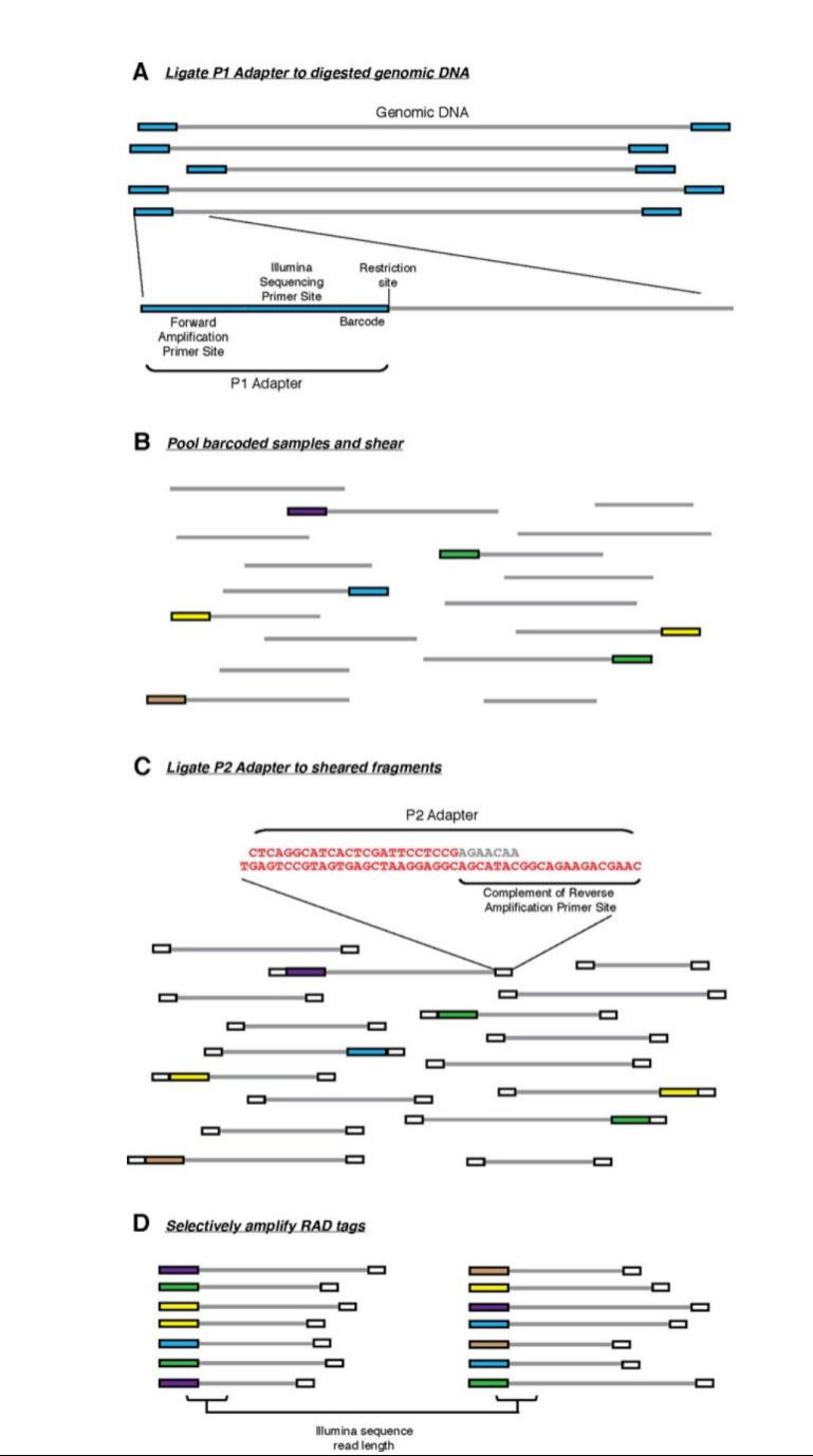 RAD tag generation (Baird, N. A et al.,2008)