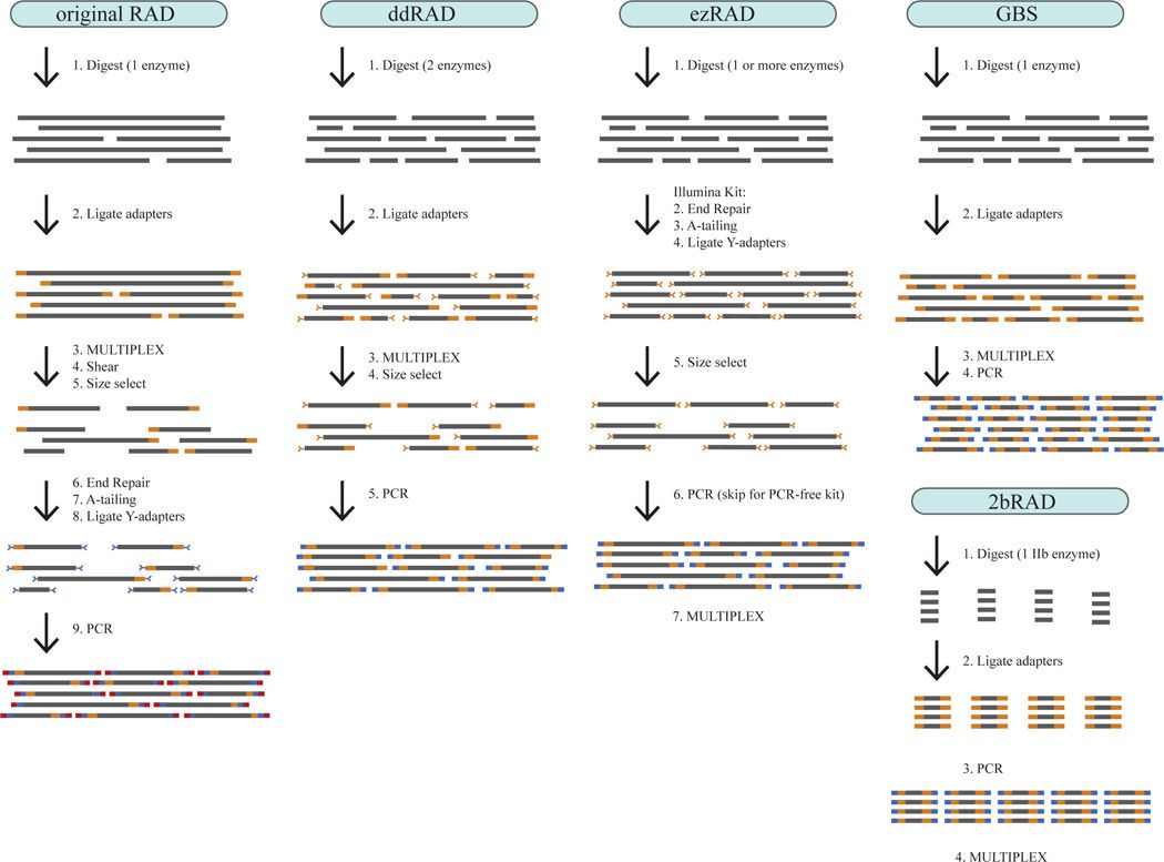 Comparative workflow analysis of five RAD-based sequencing library preparation strategie (Kimberly R et al.,2016)