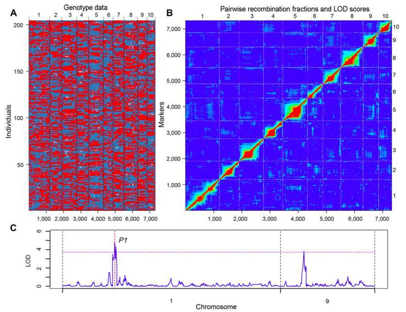 The bin plot localization results of the RILs population and the QTL localization results of the corn silk color gene (Song W et al., 2016)