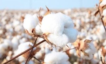 Cotton Genome Sequencing