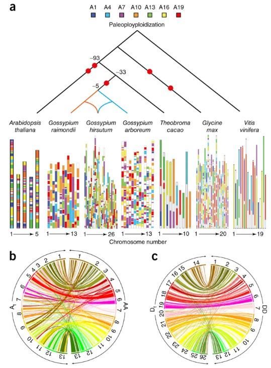 Evolution and syntenic analysis of the G. hirsutum genome.