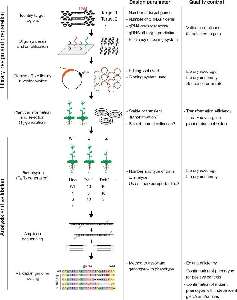 Workflow and design parameters for CRISPR knockout screening in plants.