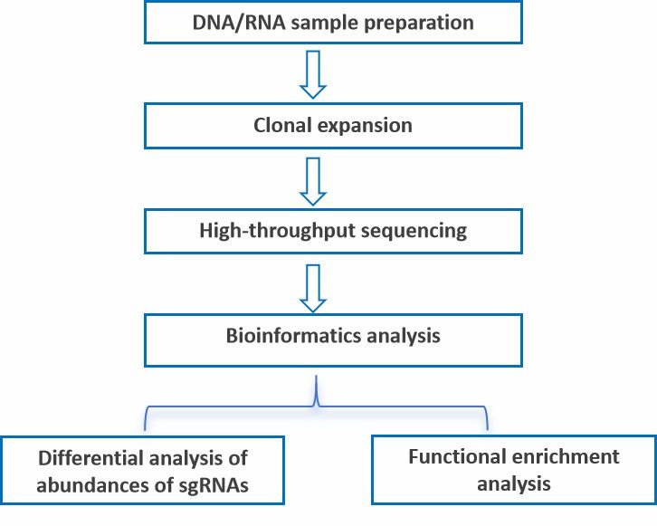 CD Genomics' CRISPR screening sequencing workflow for agriculture.