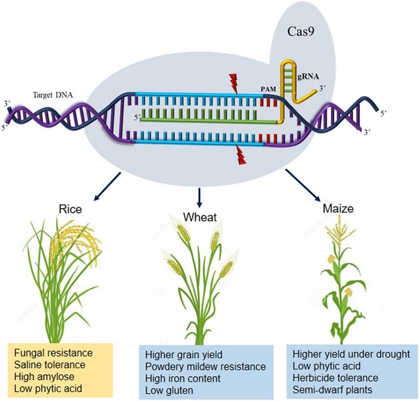 Application of the CRISPR/Cas9 system for imparting agronomically important traits in rice, wheat, and maize.