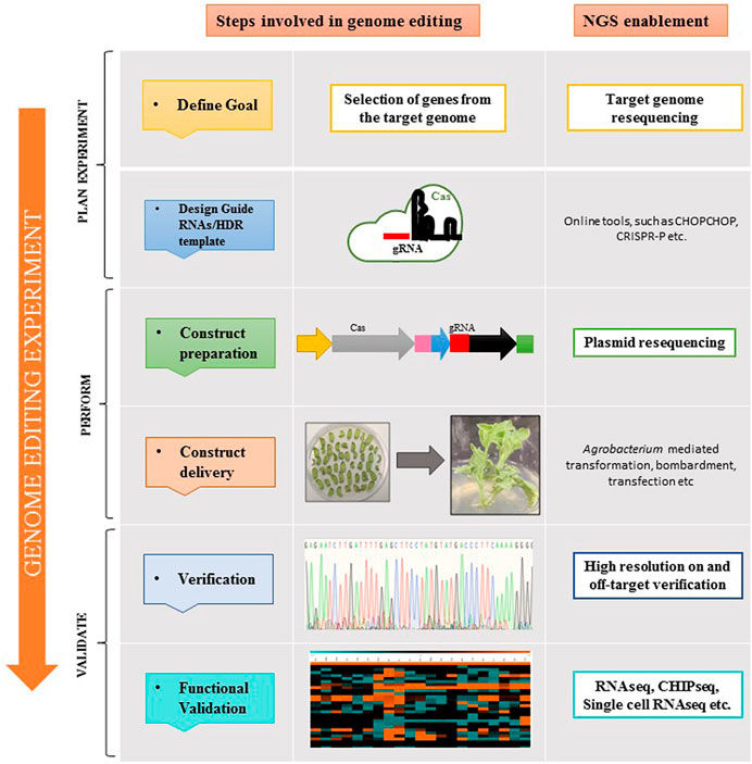 Application of NGS at different steps of the plant genome editing workflow.