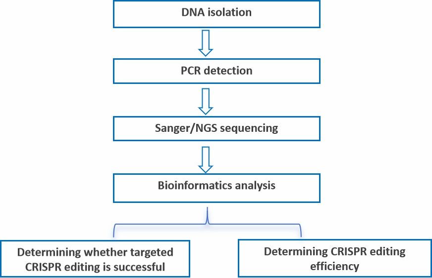 CD Genomics'CRISPR validation sequencing workflow for agriculture.