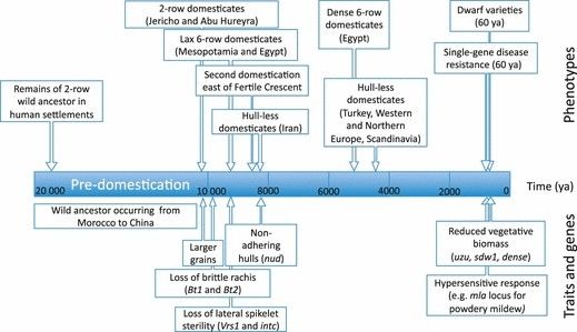 The domestication history of barley (Hordeum vulgare ssp. vulgare) from its wild ancestor (Hordeum vulgare ssp. spontaneum), shown as a continuous process along a timeline.