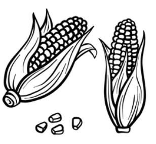 Maize