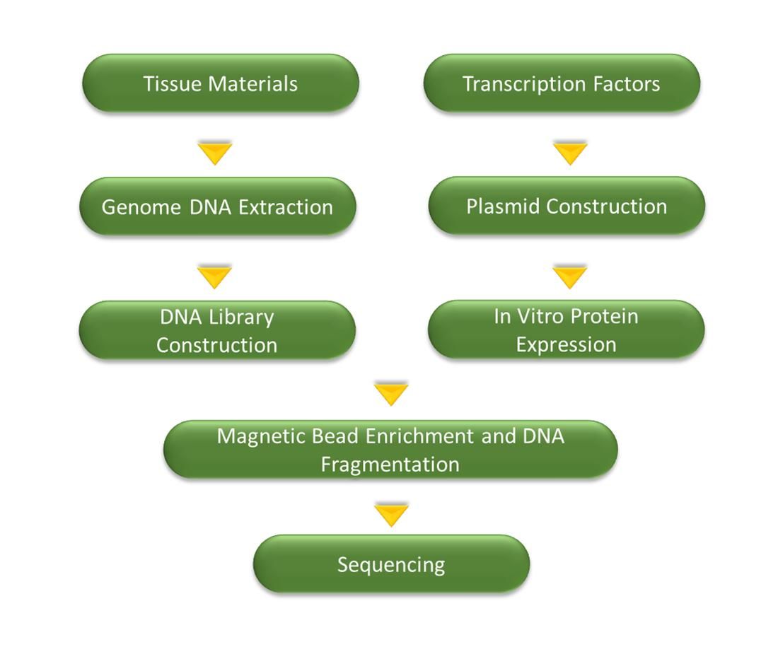 DAP-seq service workflow – CD Genomics