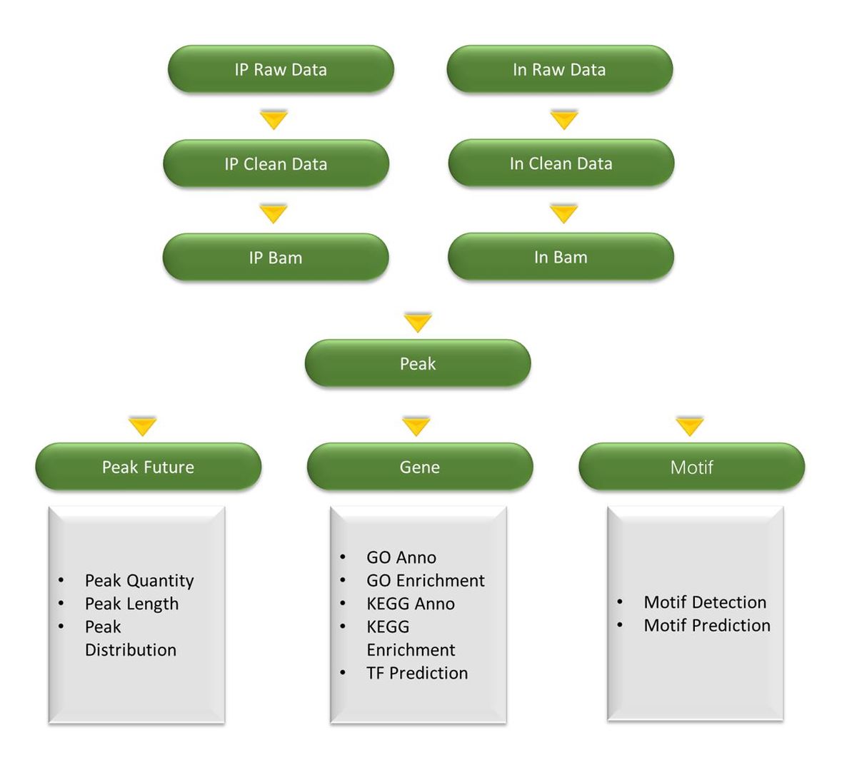 DAP-seq bioinformatics analysis – CD Genomics