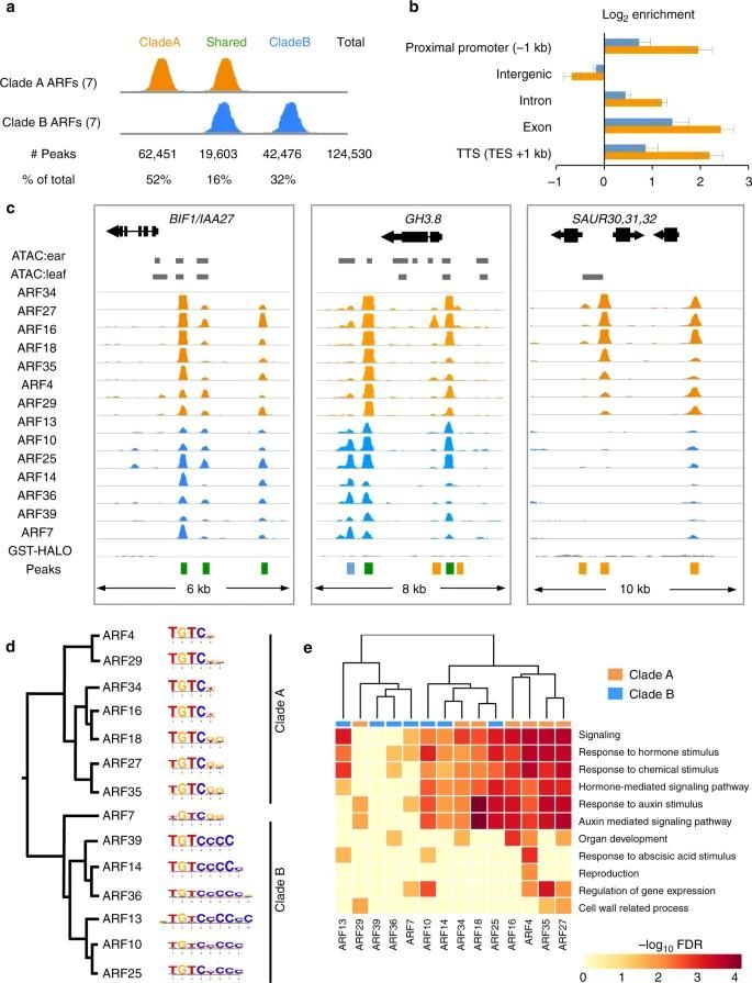 ARF binding events are biologically relevant.