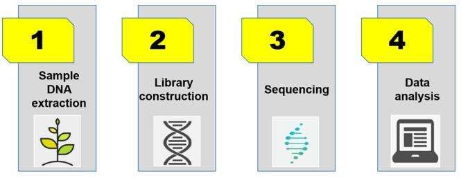 Workflow of ddRAD-seq - CD Genomics