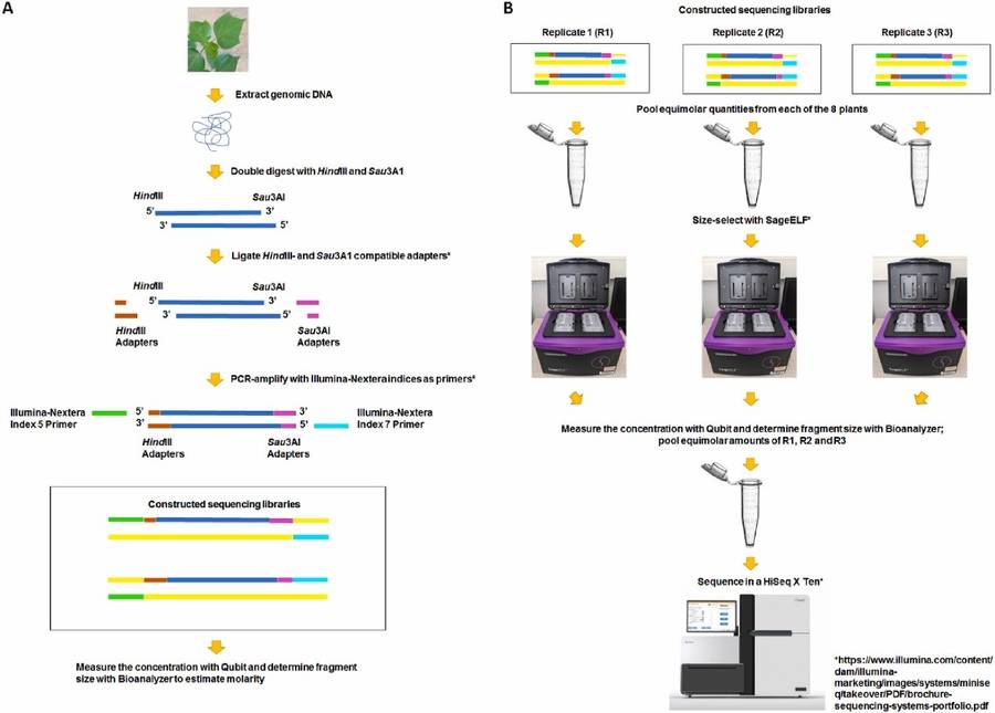 Diagram of the ddRAD-seq Methodology (Magbanua et al., 2023)