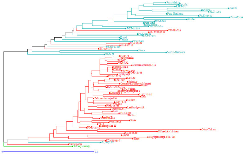 Phylogenetic Analysis of Genetic Relationships Among 80 Brassica juncea Genotypes Using SSR Markers (Sudan et al., 2019)