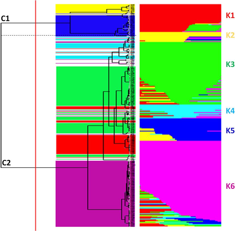 Genetic diversity estimation in 288 tomato accessions via ddRAD (Esposito et al., 2020)