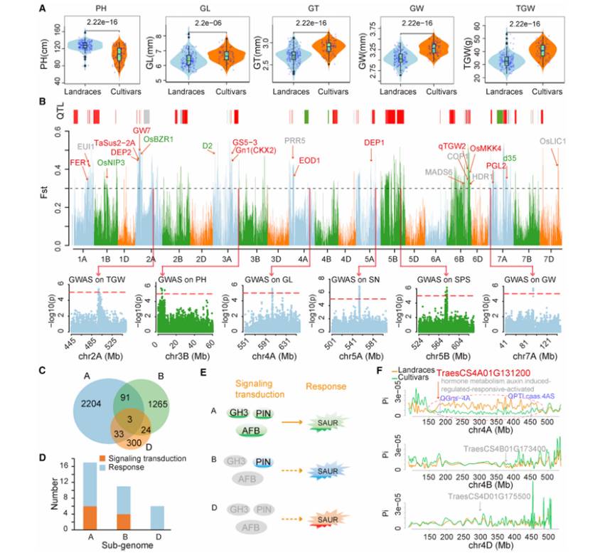 Selection signatures related to plant height and yield traits in cultivars and landraces (Li et al., 2022)