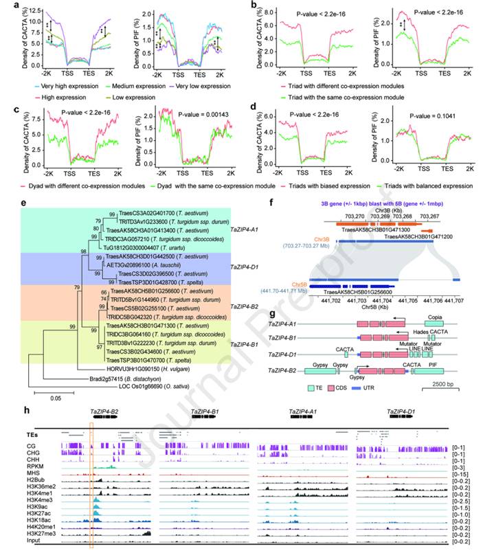 Transposable elements (TEs) mediate the differentiation of subgenomic homologous genes in wheat (Jia et al., 2025)