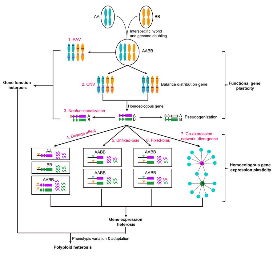 Potential regulatory mechanism of polyploid heterosis (Jia et al., 2025)