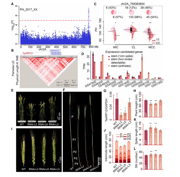 Discovery of a previously unreported major locus governing plant height on chromosome 2A (Li et al., 2022)