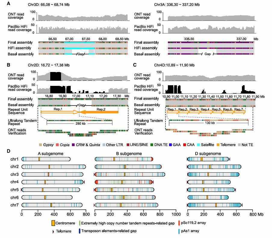 The genome of Chinese Spring has been nearly completely assembled (Wang et al., 2025)